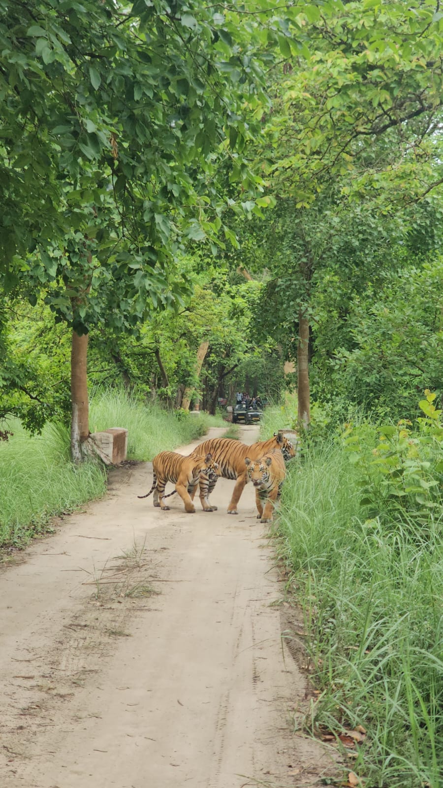 Special Tiger Protection Force will guard the PTR bordering Nepal and Uttarakhand.