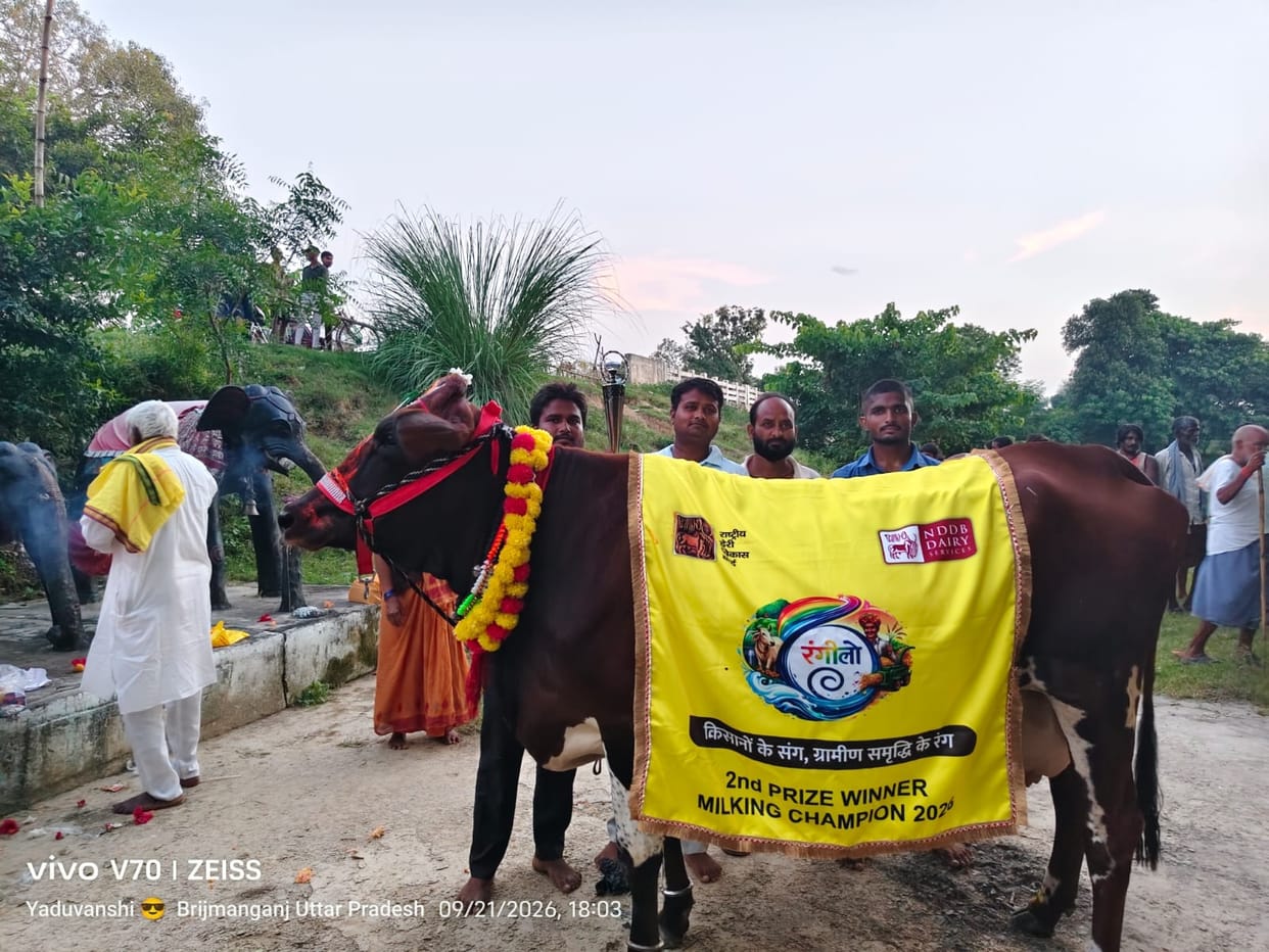 A cow belonging to Rupa Devi, a livestock rearer from Maharajganj, won a prize of 1.51 lakh at 'Rangilo Kashi'.