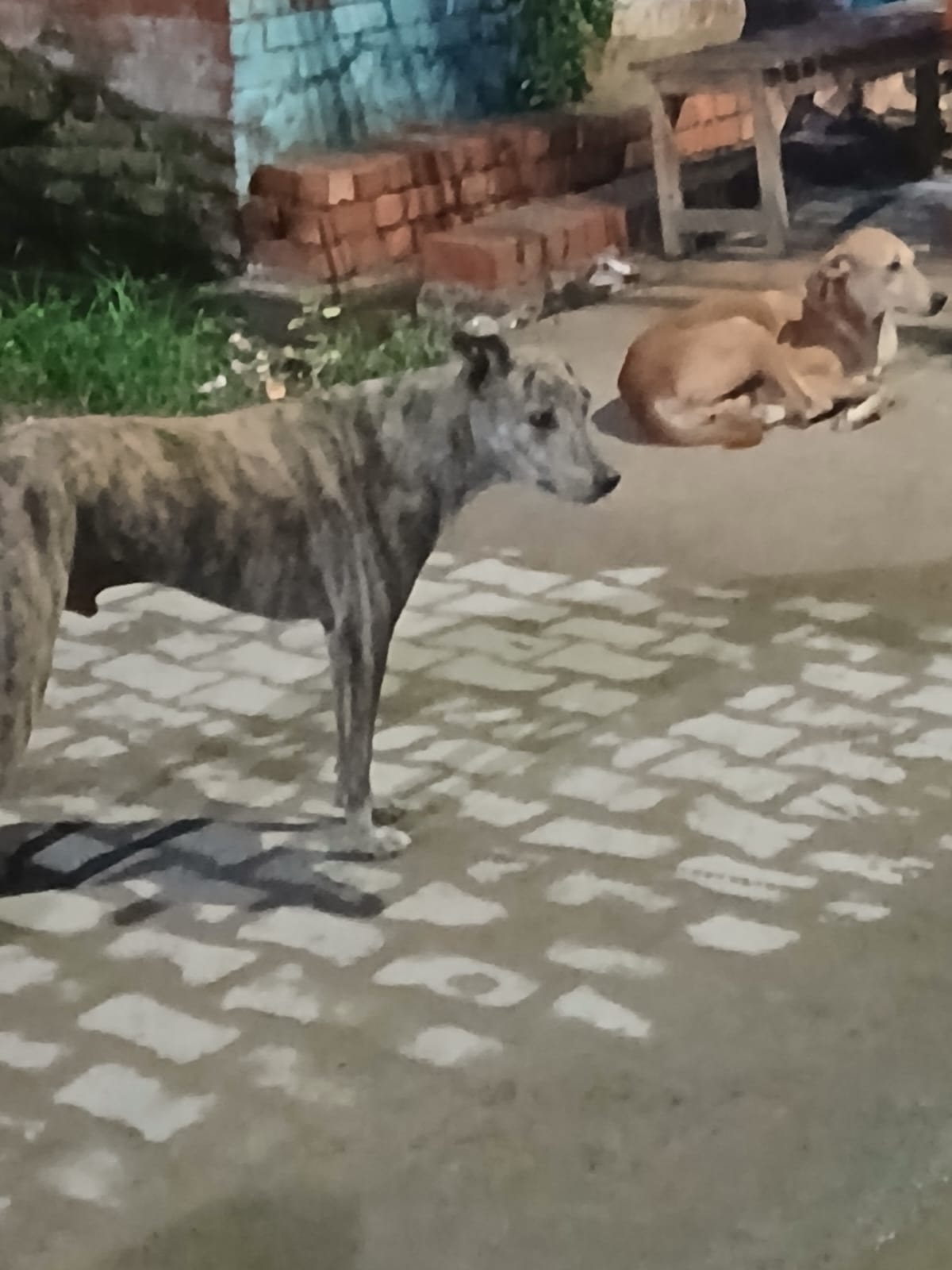 There are 86,195 stray dogs in the city; the number has risen by over 10,000 in seven years.