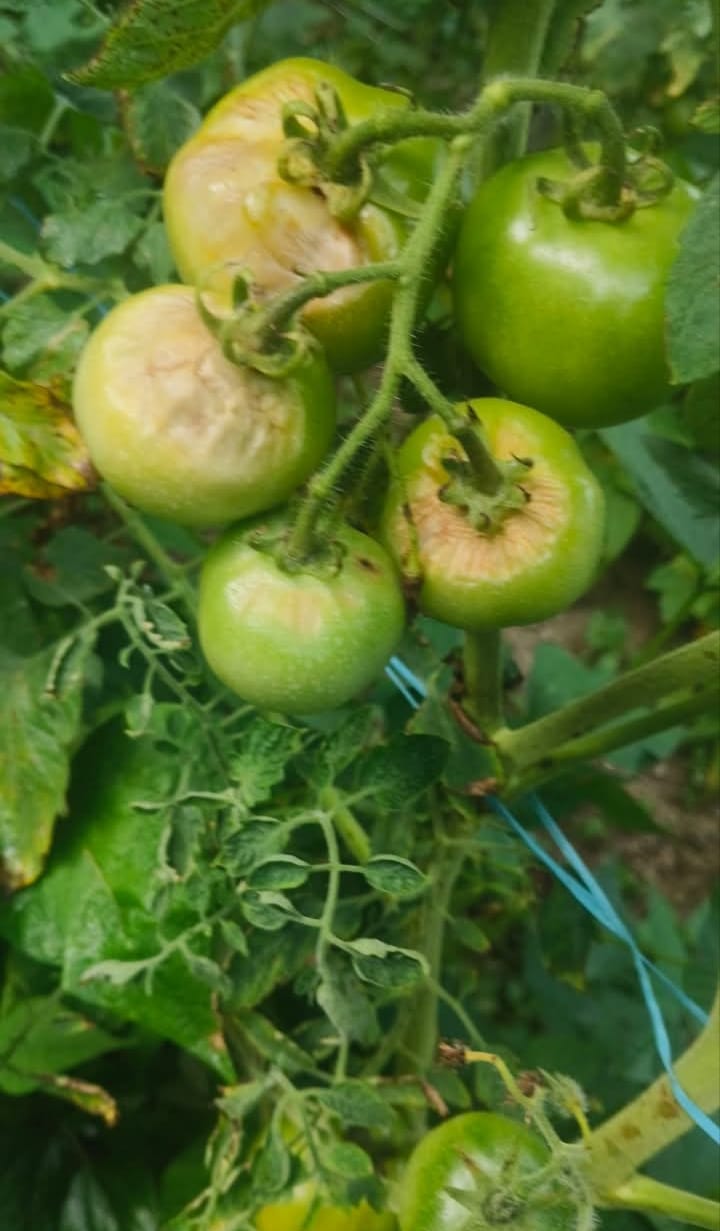 tomato crops effected by diseases