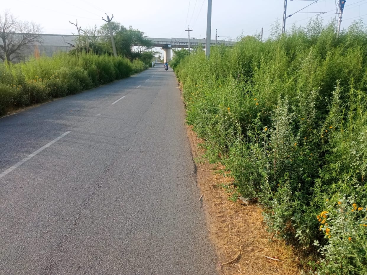 Motorists are troubled by the Congress grass growing on both sides of the road from the city to the Jharli plant