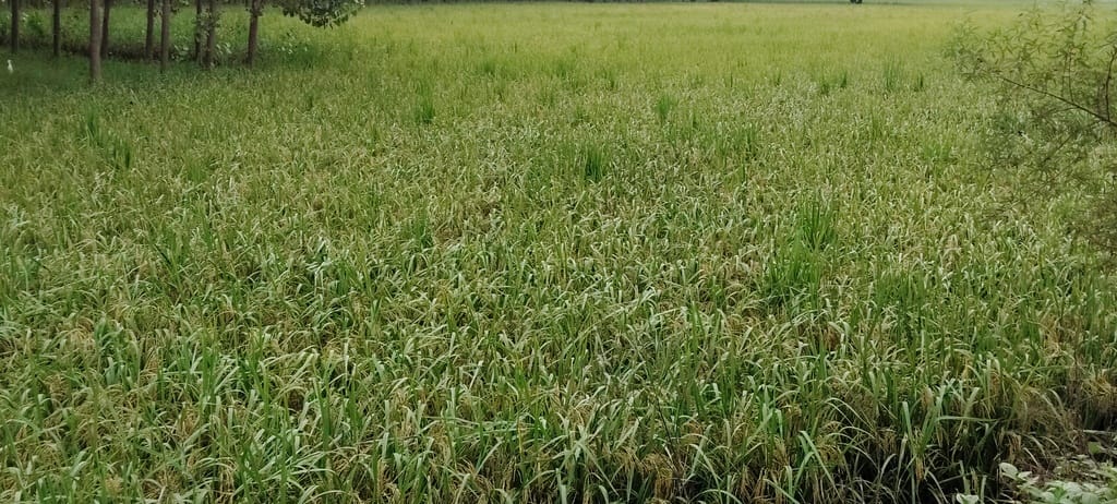 Weather cooperates; paddy yield increases by five quintals.