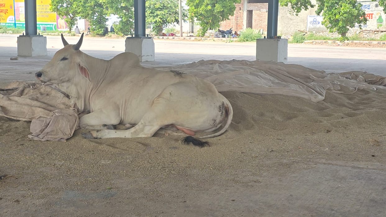 Due to lack of watchman during day time, helpless animals are spoiling the crops.