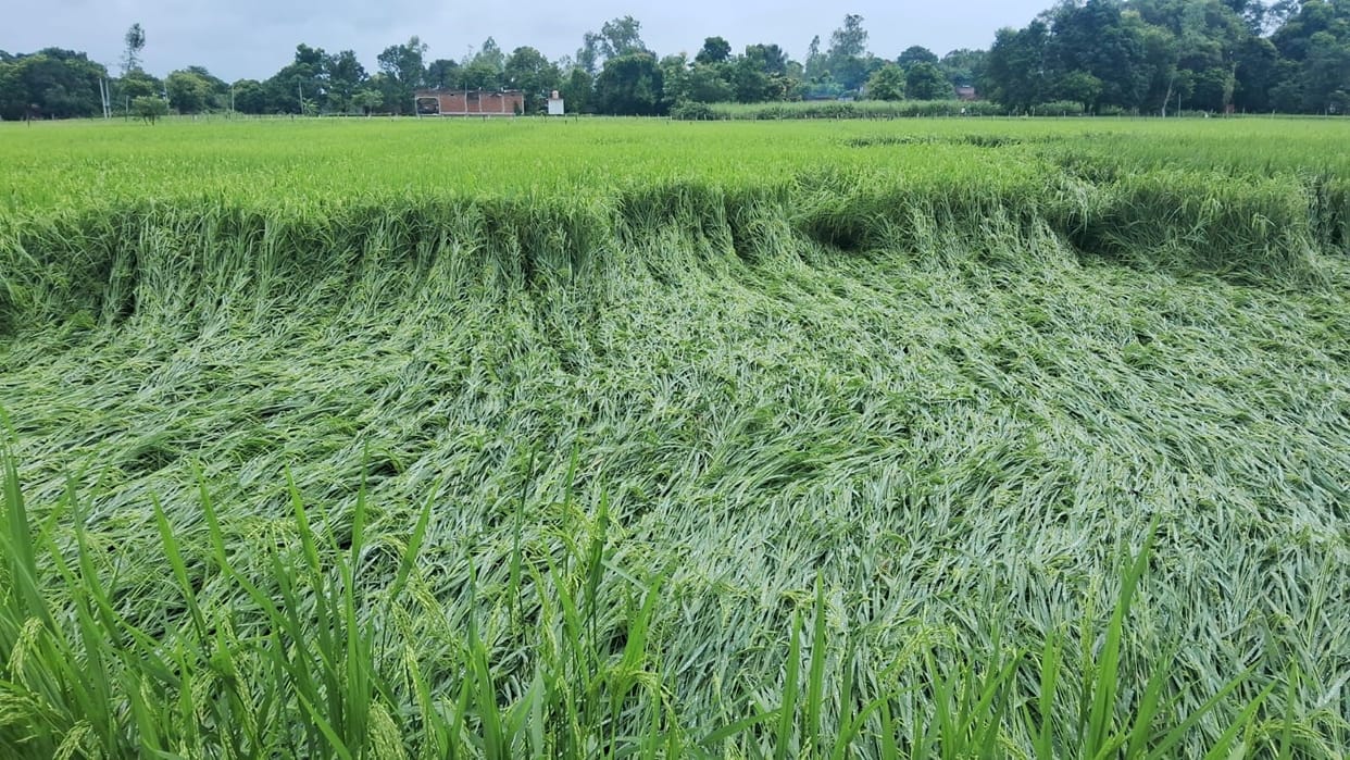 Rain accompanied by strong winds flattens paddy crop; farmers distressed.