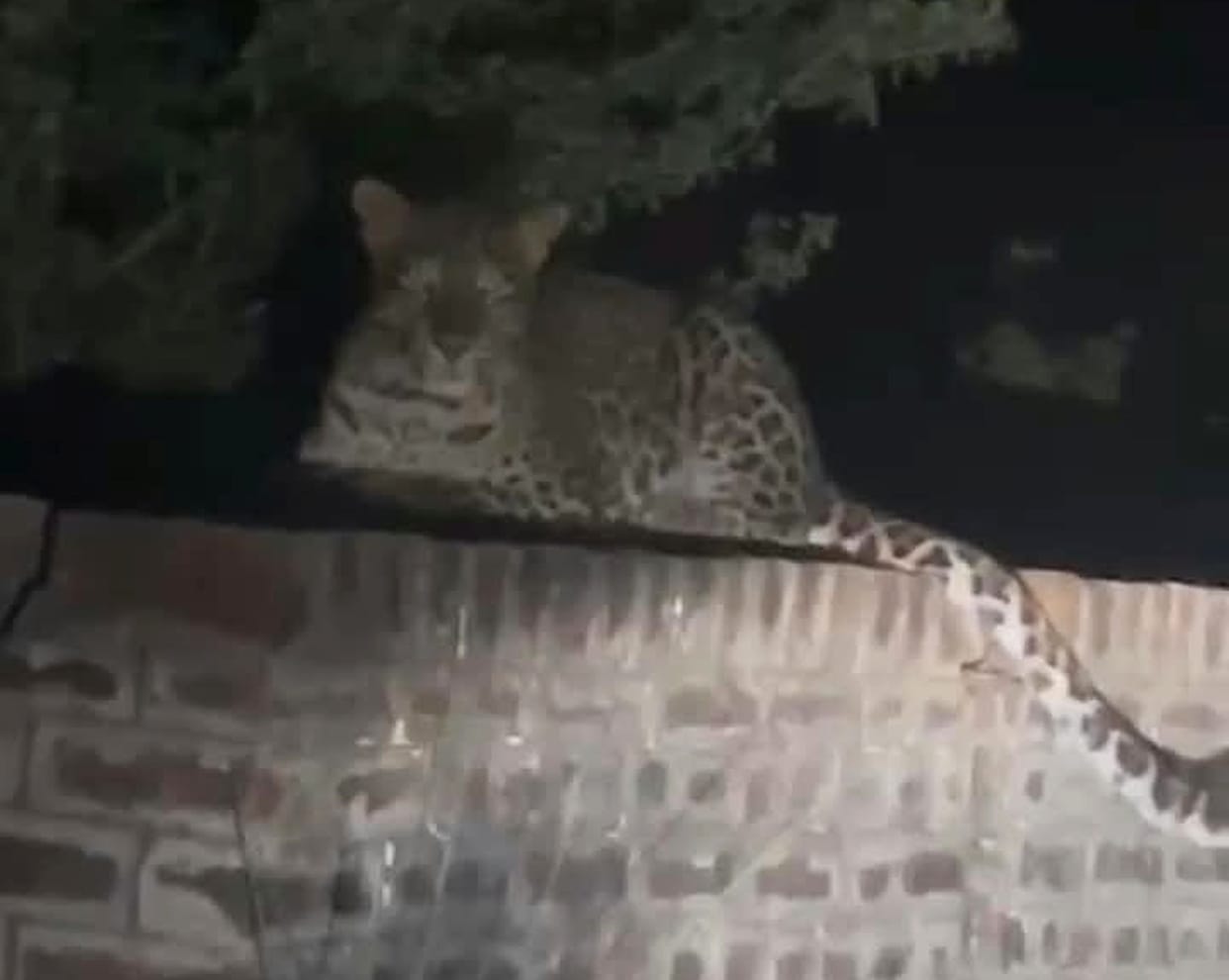 Leopard spotted again on Beninagar Road; passersby recorded a video.