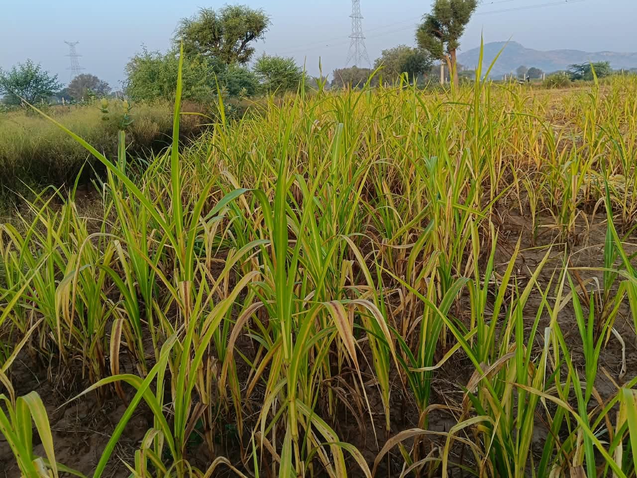 फोटो 8छिलरो के पास खेत में खड़ी बाजरे की फसल।संवाद