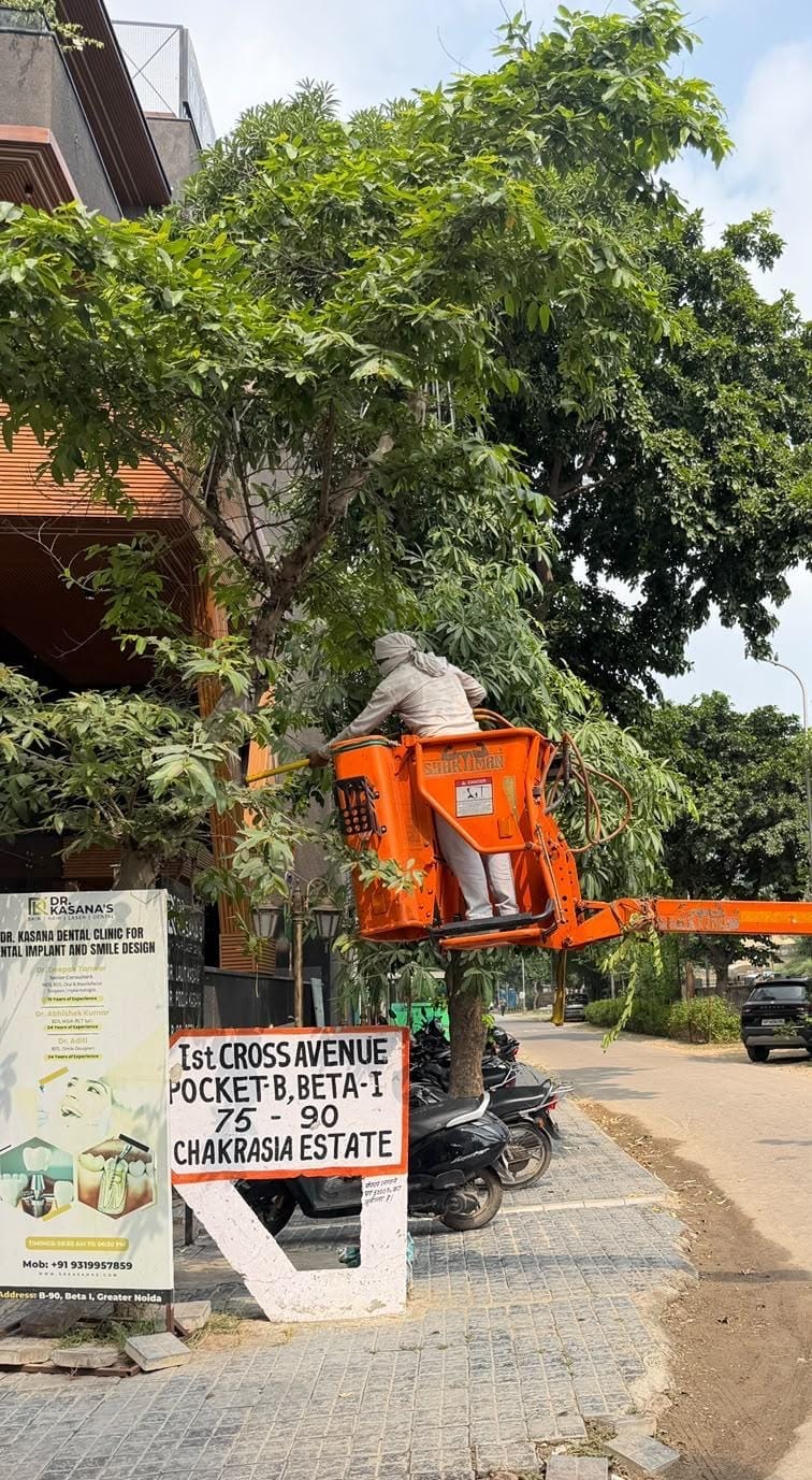 Pruning of trees in front of streetlights begins