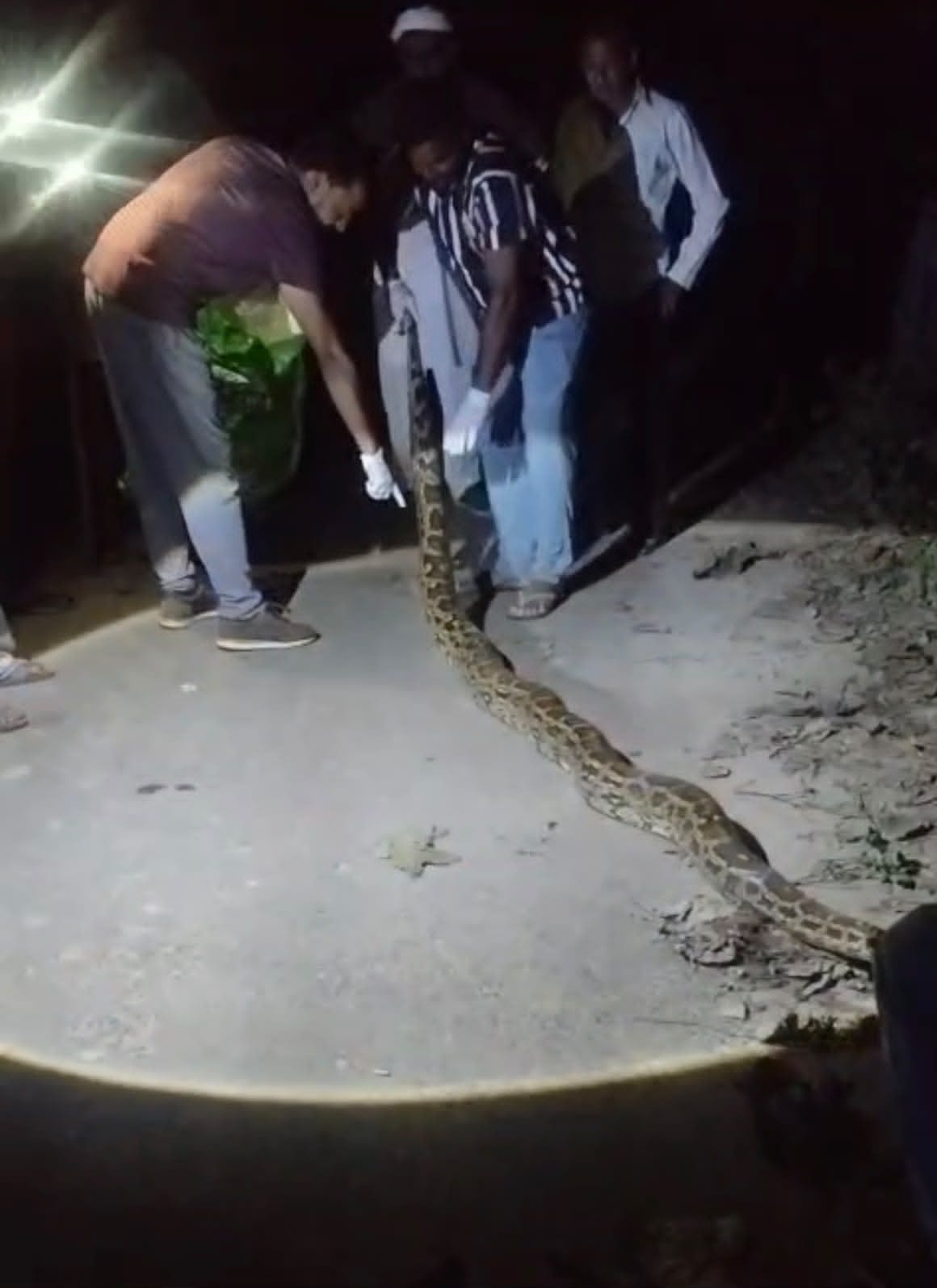 The threat of pythons looming over farmlands and inhabited areas.