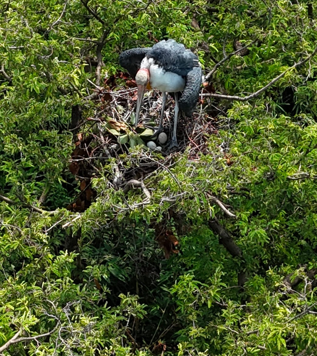 Three eggs spotted in the nest of the rare Adjutant Stork; Forest Department steps up surveillance.
