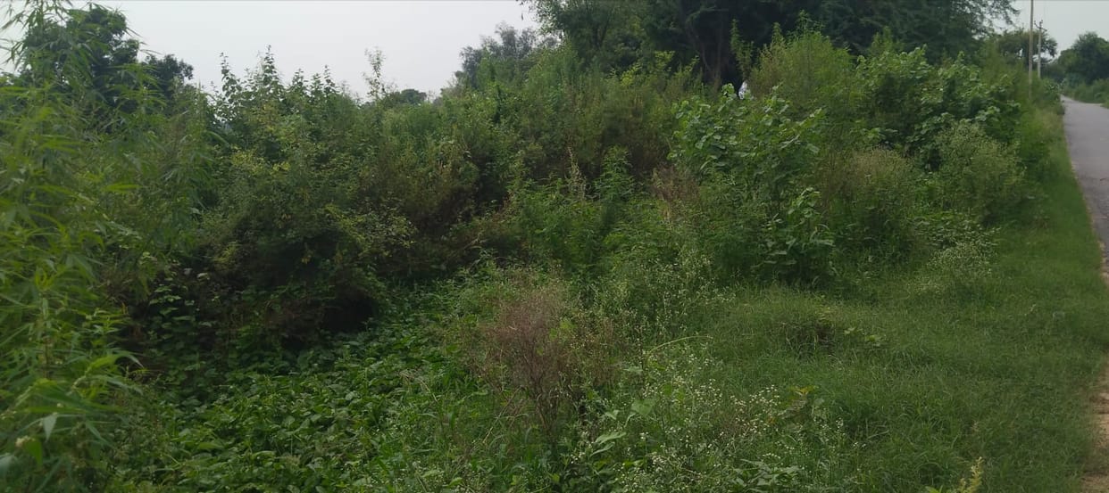 Grass growing in canals; demand for cleaning.