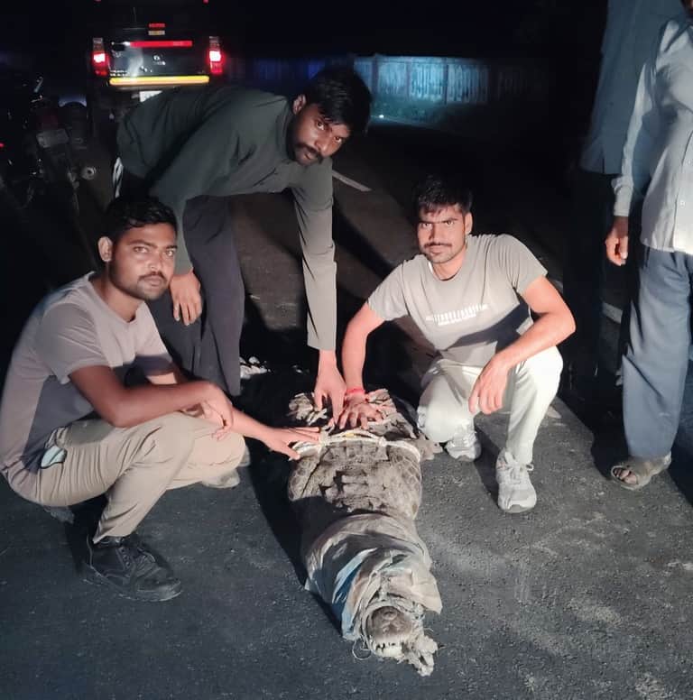 Distraught by being chased away, elephants attacked two brothers