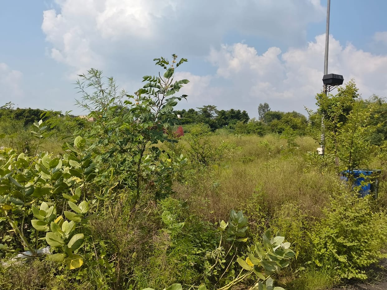 Overgrowth behind affordable flats in Sector-22D becomes a nuisance.
