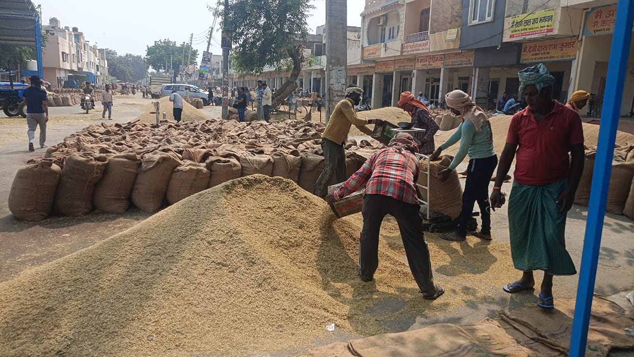 Price of 1509 paddy surges; rates reach 4,300 per quintal.