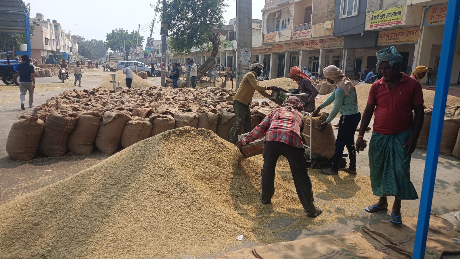 1509 धान की तुलाई करते हुए किसान। संवाद