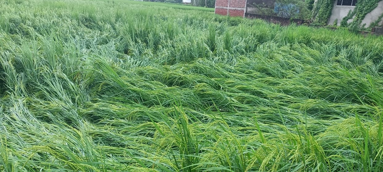 Mercury drops by six degrees following 8.6 mm of rainfall; paddy crop damaged.