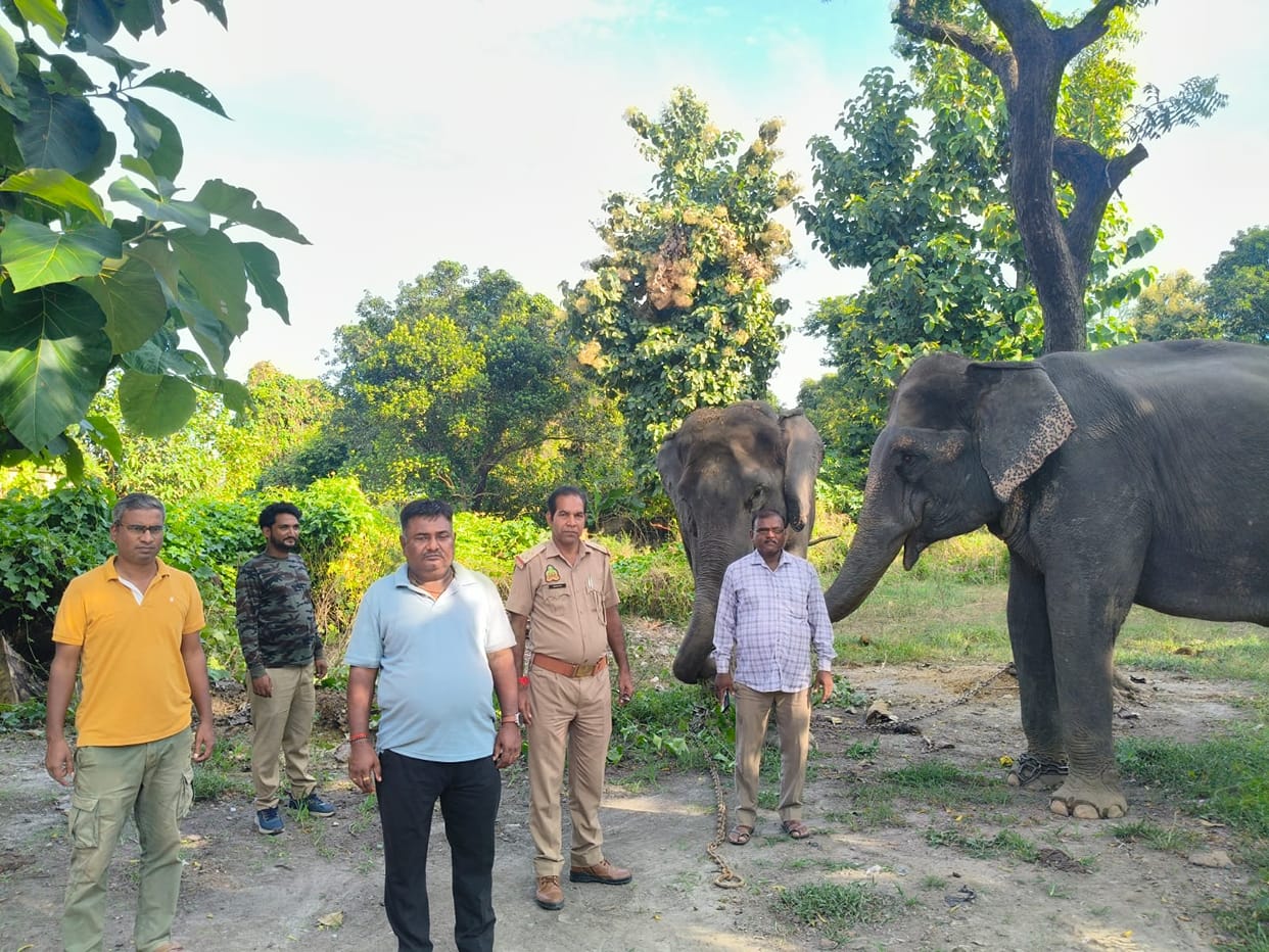 The team will ride on elephants to tranquilize and capture the tiger.