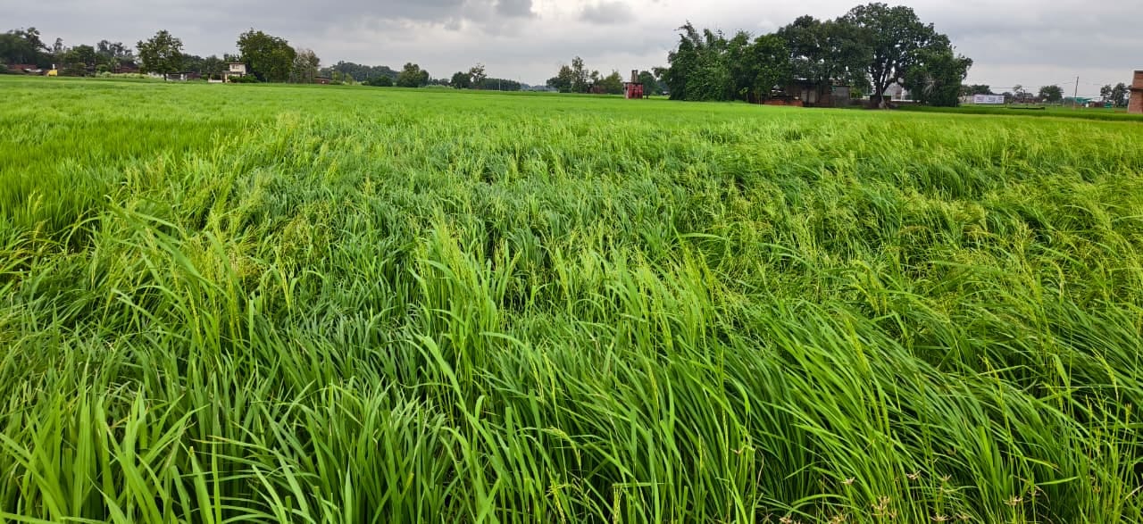 बारिश के चलते नगरा क्षेत्र स्थित खेत मेें गिरी धान की फसल। संवाद