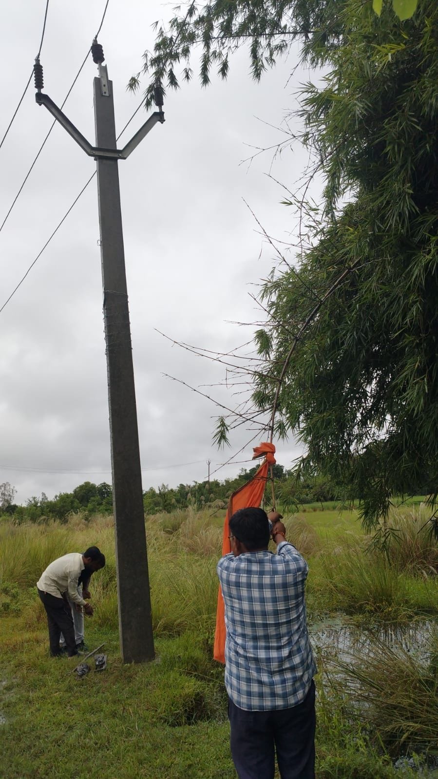 Rain and strong winds damage early paddy crop