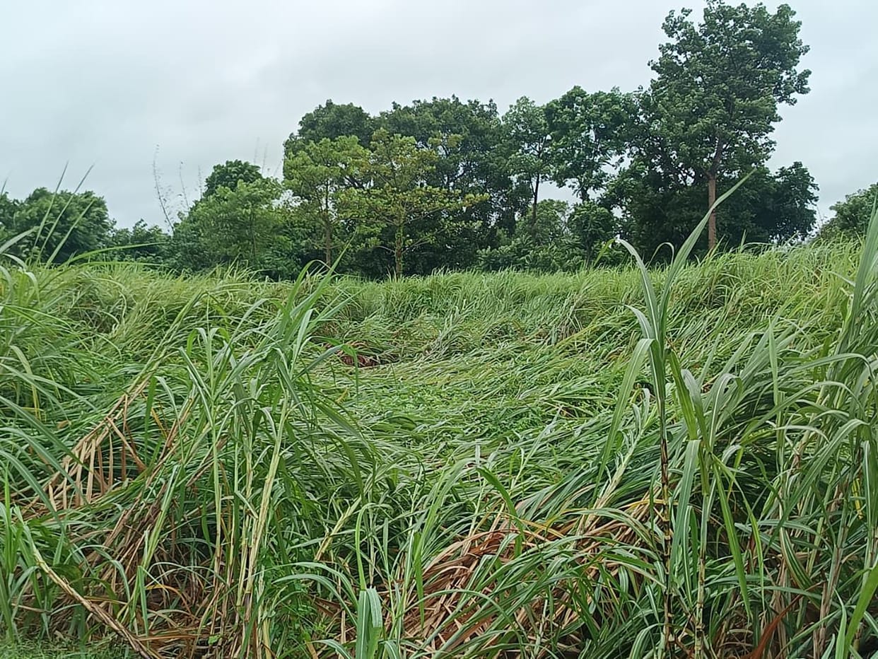80 mm of rain in 48 hours: Havoc from city to fields