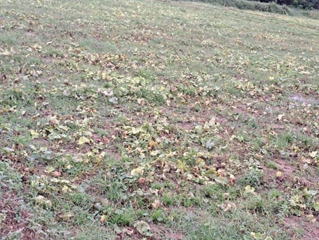 Vegetable cultivation hit by weather