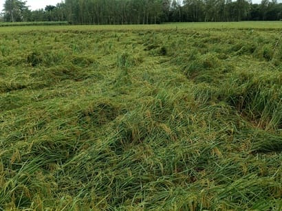Rain and strong winds caused the paddy crop to fall, leaving farmers worried.