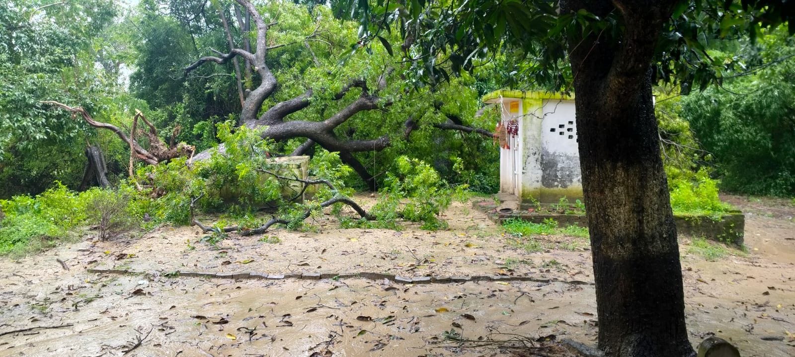 बारिश व तेज हवा से बिजली की लाइन व खंभों पर गिरे पेड़ और खामियों को ठीक करते कर्मचारी। संवाद