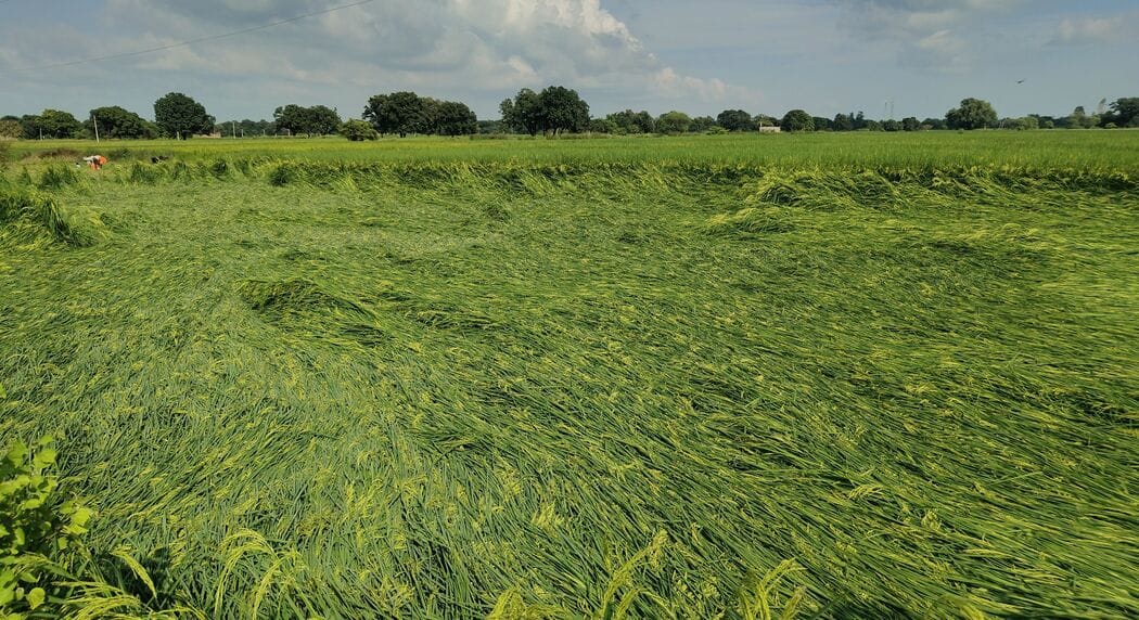 Strong winds and rain flatten paddy crops; farmers anxious.