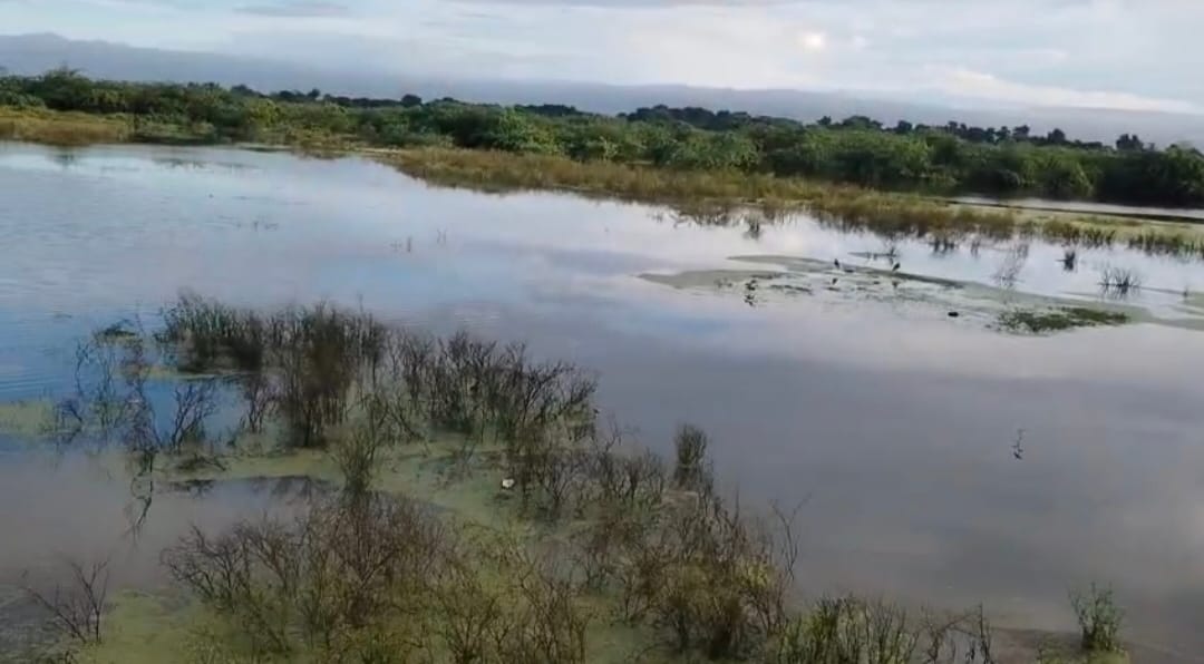 Hundreds of bighas of paddy crop submerged; demand for compensation raised.