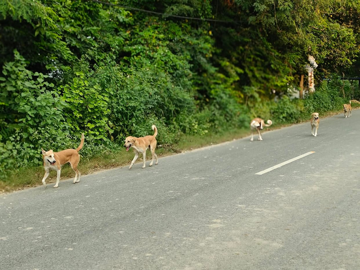As attacks by dogs and monkeys increased, the consumption of ARV rose by 67 percent in three months.