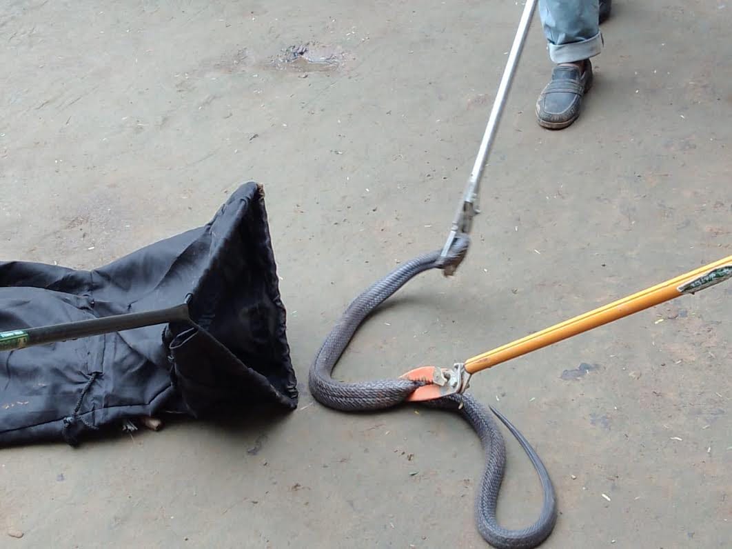 Three-foot-long cobra enters house; Forest Department carries out rescue.