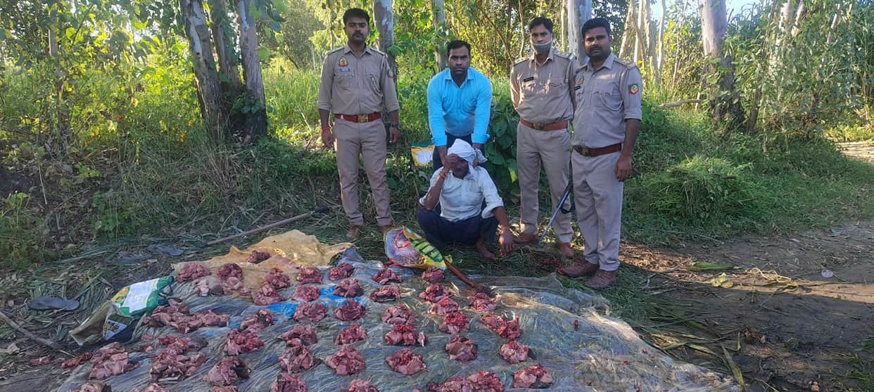 A raid was conducted on information about hunting of wild boar, one person was caught with 25 kg of meat.