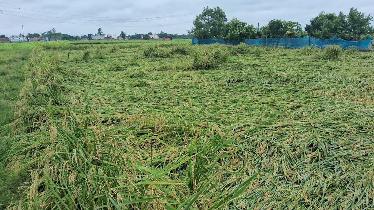 Paddy and sugarcane crops flattened in the fields; cauliflower and tomato nurseries also damaged.
