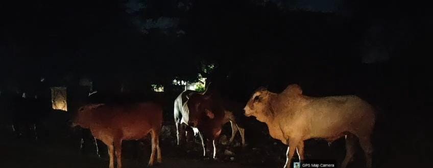 Stray cattle camp out on highways day and night.