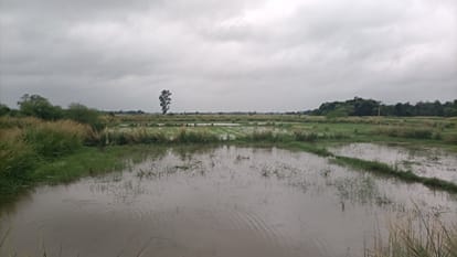 करमा। खड़ेसर नाला की सफाई नहीं होने से पानी में सड़ कर नष्ट हो गया धान की फसल। महीनों बाद पानी