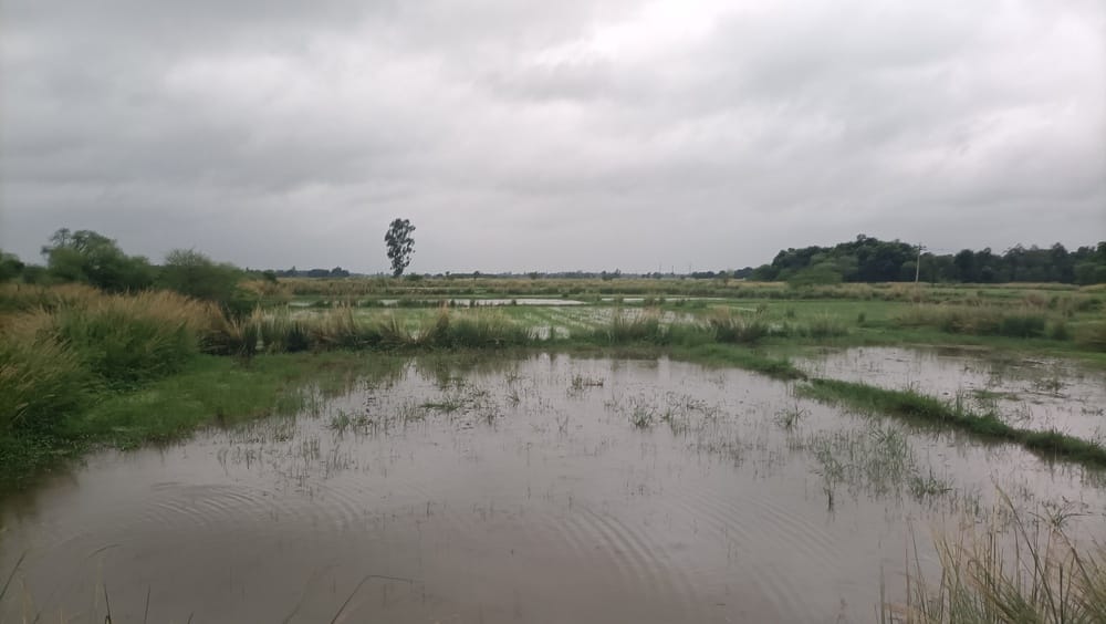 Hundreds of bighas of paddy crop ruined due to failure to clean the drain