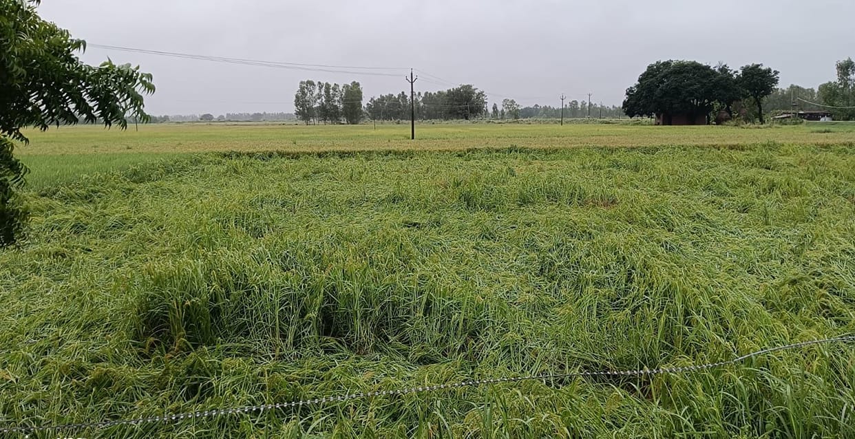 Paddy crop damaged by strong winds and rain... risk of fungal infection.