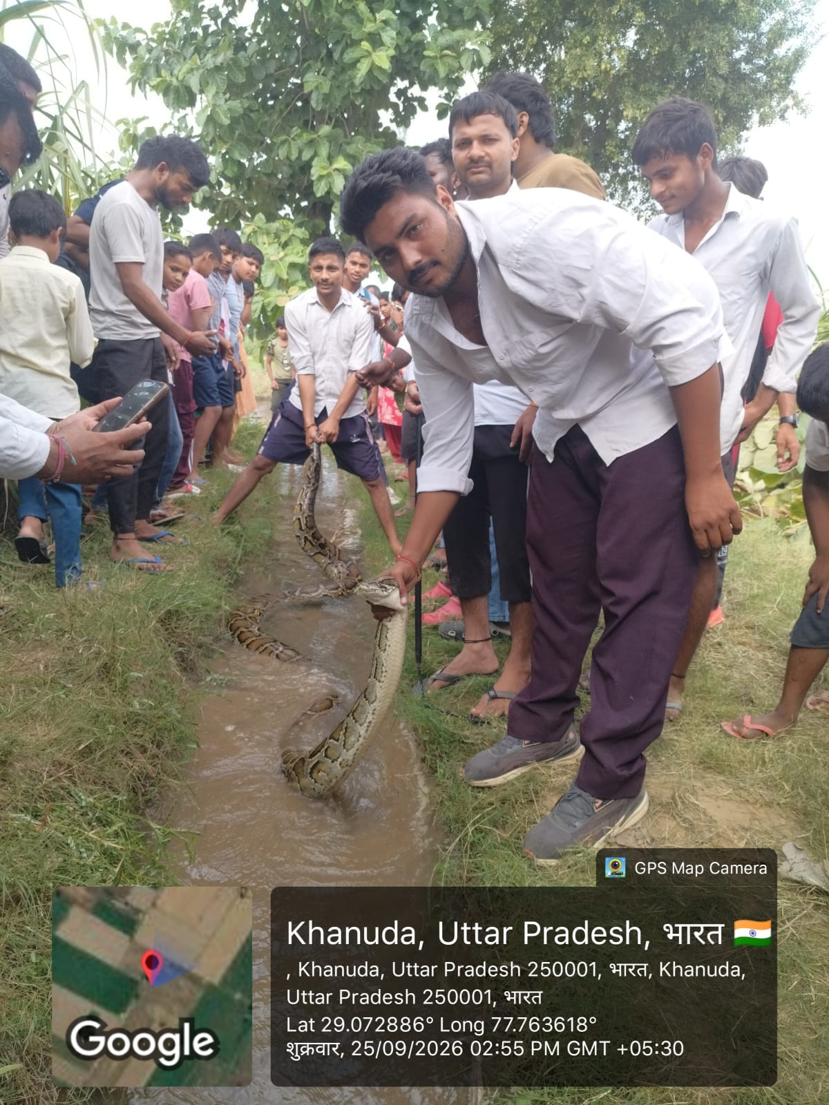 Python found in sugarcane field; team carries out rescue.