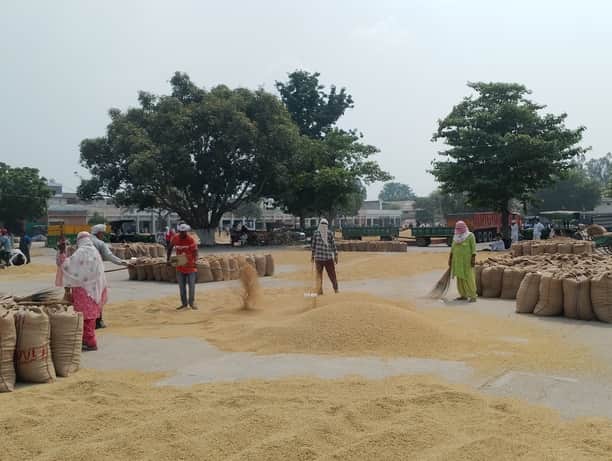 Procurement of 1509 variety continues; farmers await government procurement of PR paddy.