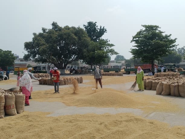 Procurement of 1509 variety continues; farmers await government procurement of PR paddy.