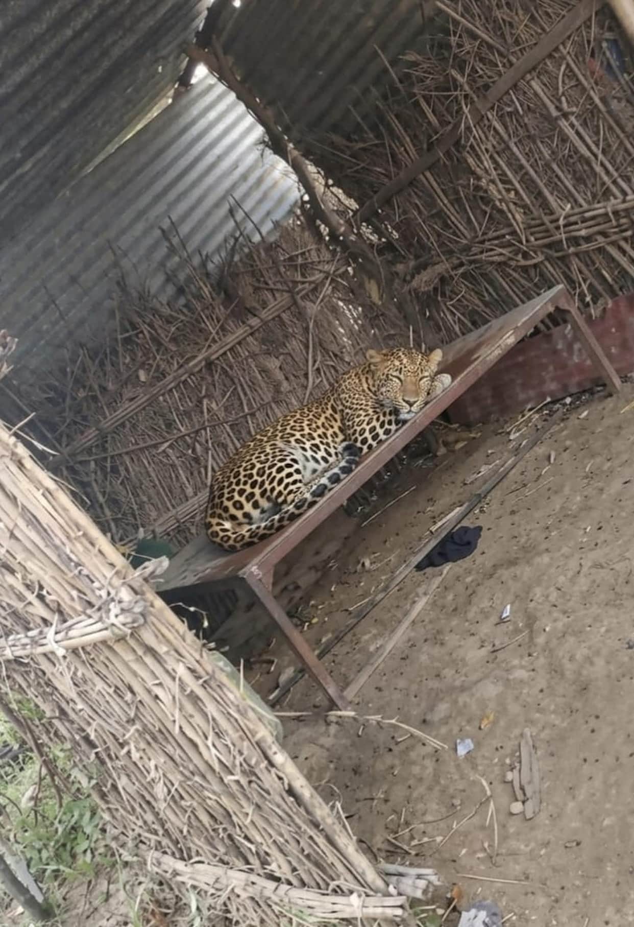 Leopard enters hut and falls asleep on cot; flees after a commotion arises.