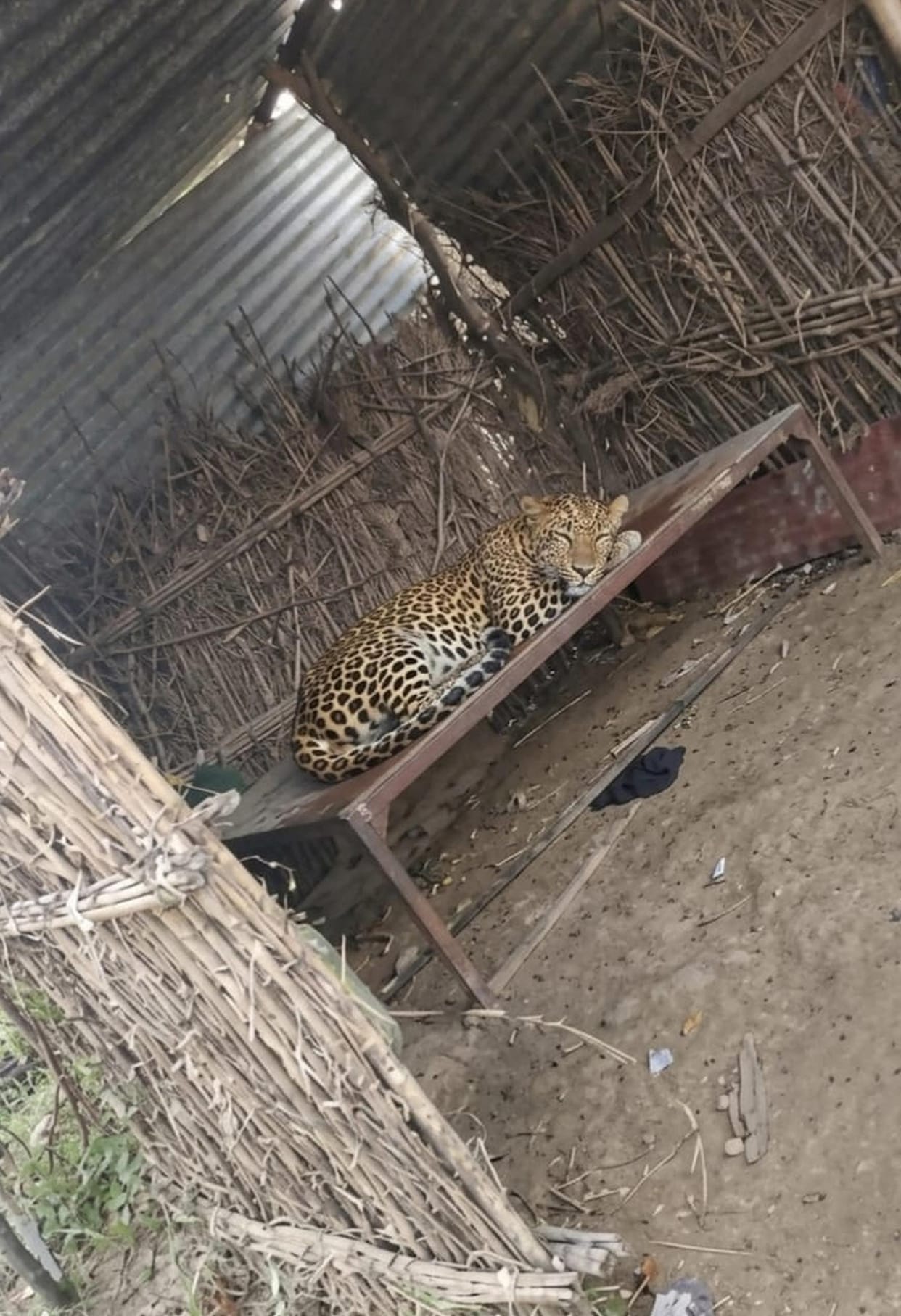 Leopard enters hut and falls asleep on cot; flees after a commotion arises.