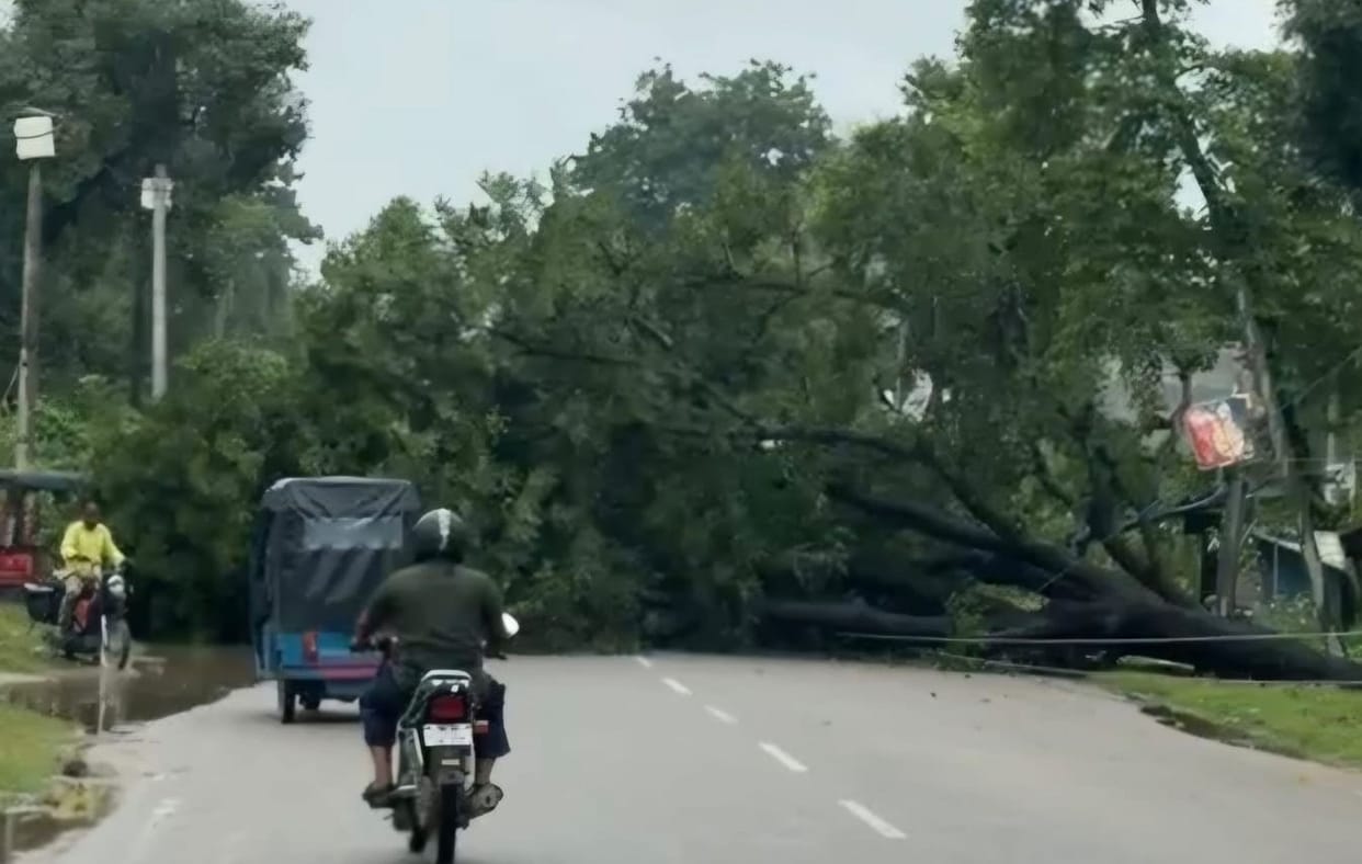 Traffic disrupted after a neem tree fell on the highway.
