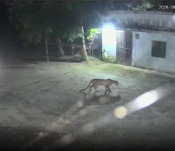 Leopard entered the farmhouse by jumping over an eight-foot high wall