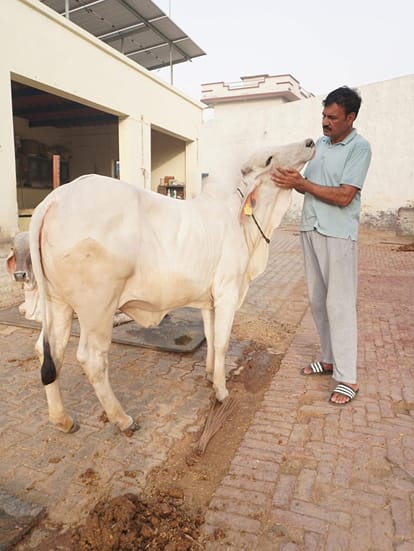 समैन। गांव गाजूवाला में तीन लाख रुपये में बिकी थारपारकर नस्ल की गाय ‘चाहत’’ के साथ पशुपालक विजय