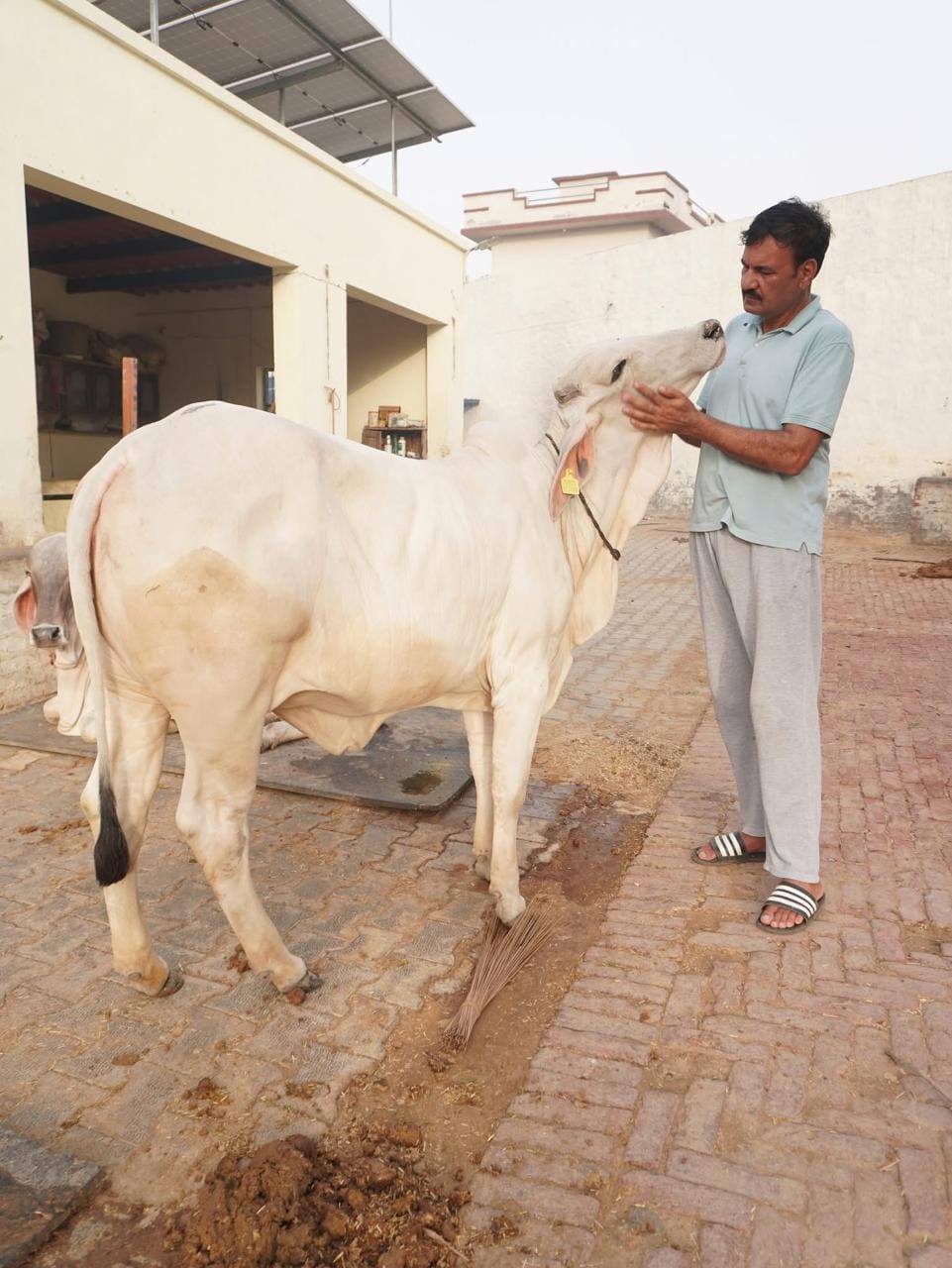Tharparkar breed cow sold for Rs 3 lakh