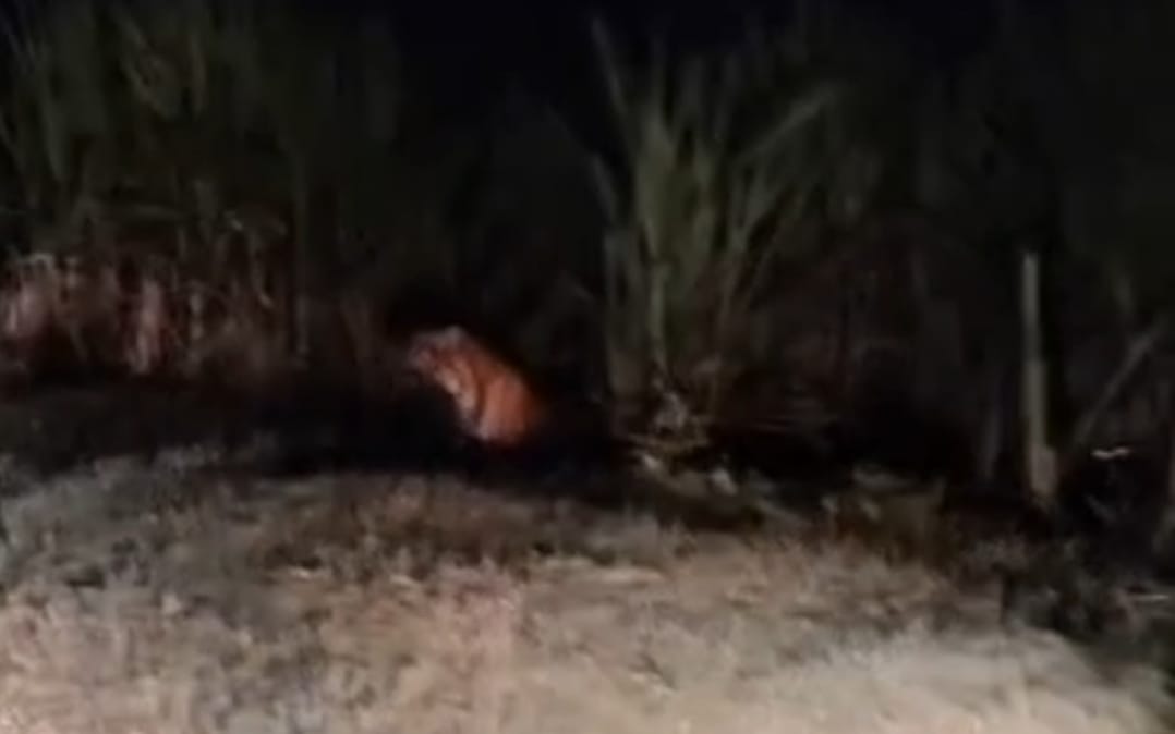 A tigress and two cubs were spotted on the Dharmapur-Kolva road