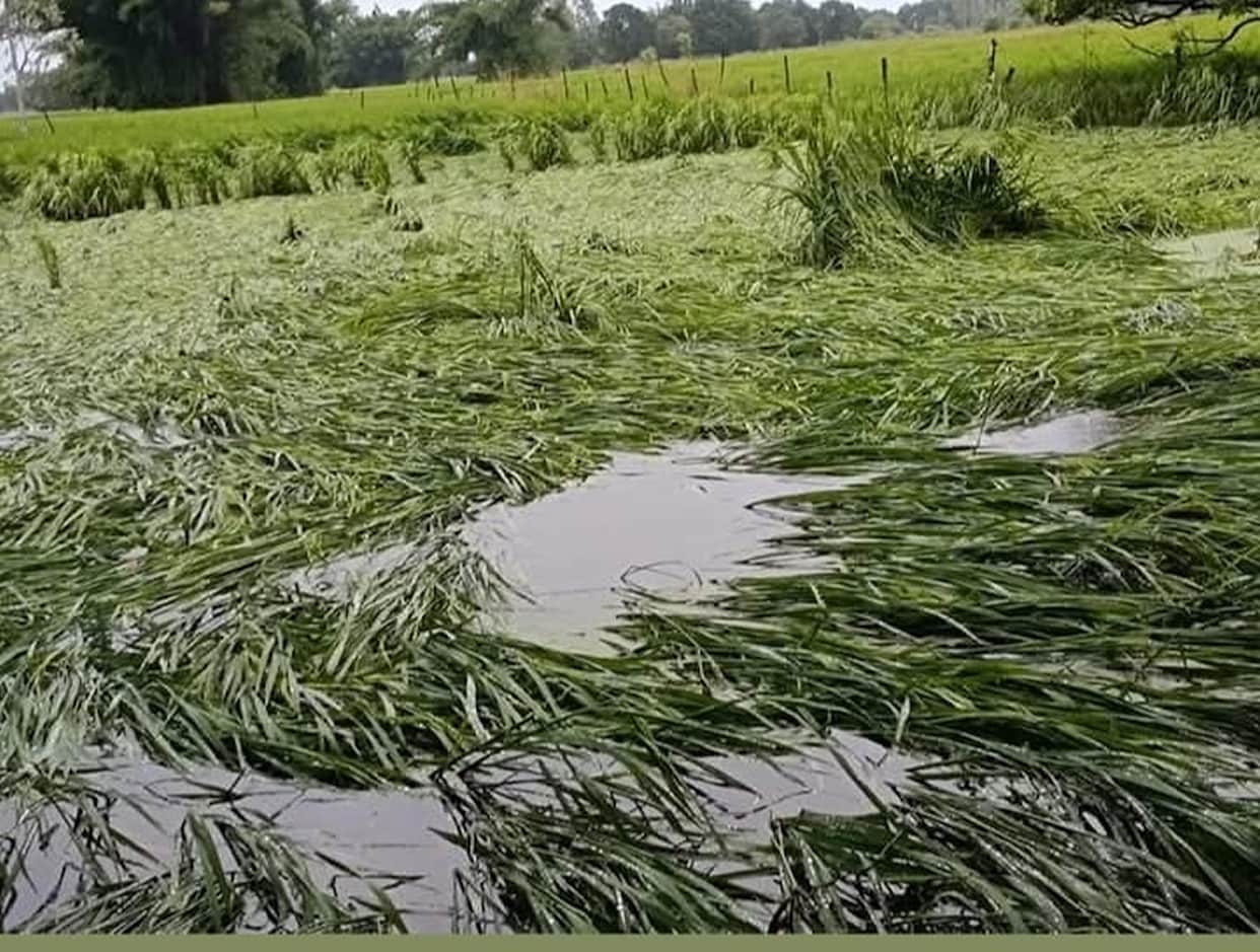 Rain batters ready-to-harvest paddy; crop flattened in the fields.