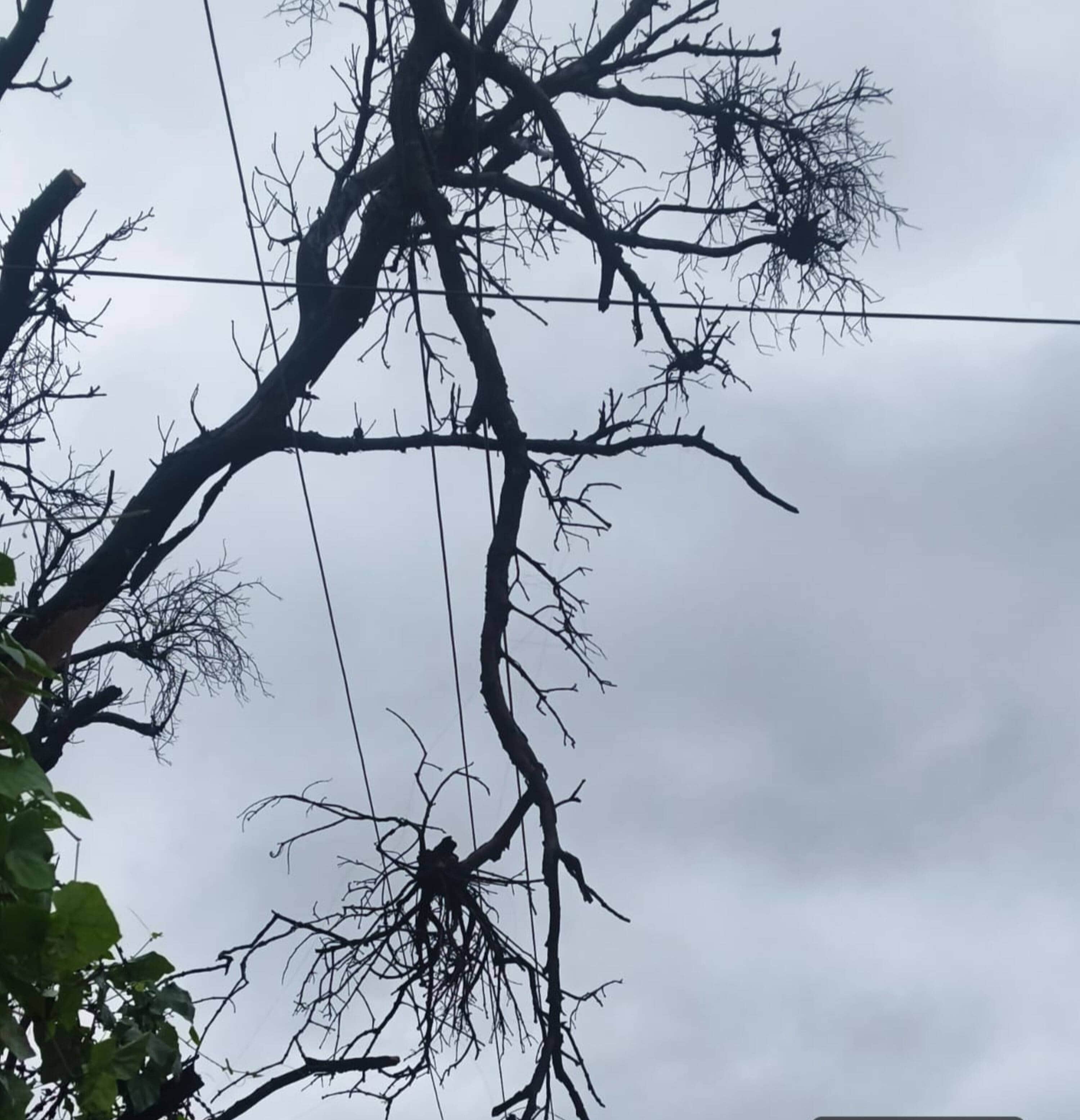 अमहट हवाई पट्टी के पास तार पर गिरी डाल। स्रोत- विभाग