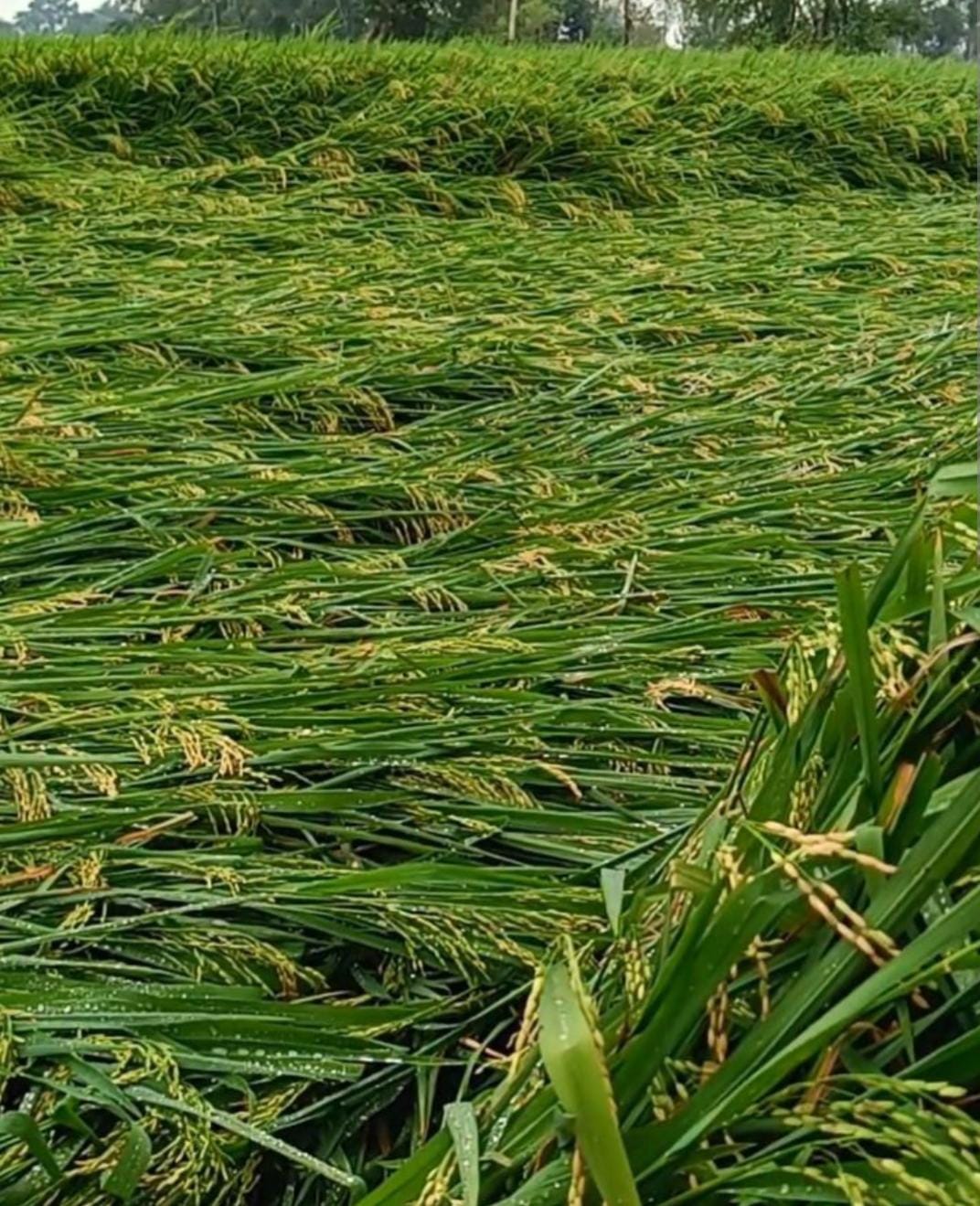 Apprehension of damage to paddy crop due to rain.