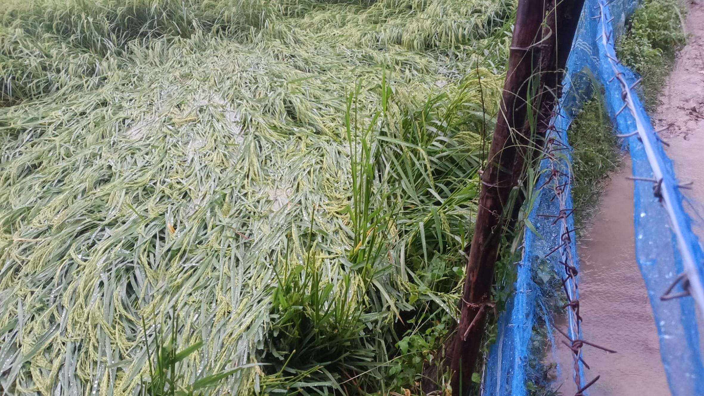 बारिश से तराई में बिगड़े हालात।